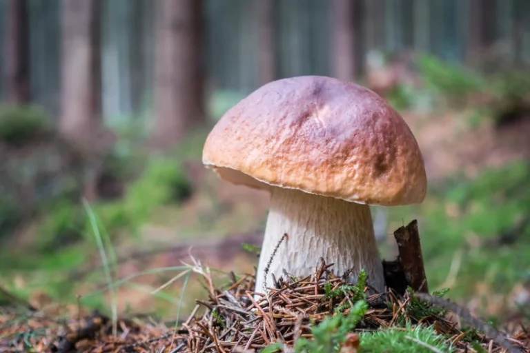Zanim zerwiesz grzyba, zrób jedną rzecz. Ten…